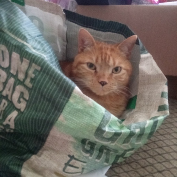 Meet your Posher, Sharon - Picture 6 of 8